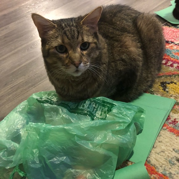 Stefani G. - Picture 5 of 6